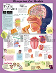 Blueprint for Health Your Taste and Smell Anatomical Chart